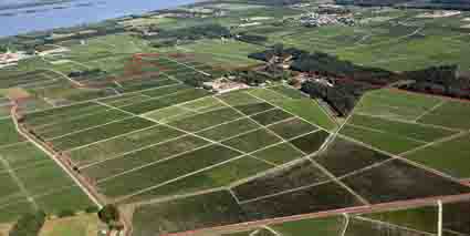 Chateau Talbot Saint Julien Weinberge